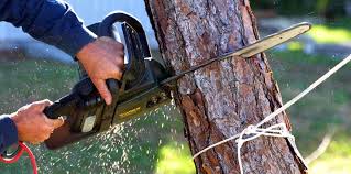 Best Hazardous Tree Removal  in Great Neck Gardens, NY