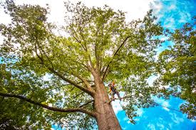 Best Utility Line Clearance  in Great Neck Gardens, NY