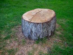Best Storm Damage Tree Cleanup  in Great Neck Gardens, NY
