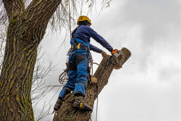 Professional Tree Removal in Great Neck Gardens, NY