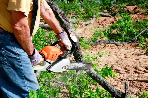 Best Commercial Tree Services  in Great Neck Gardens, NY